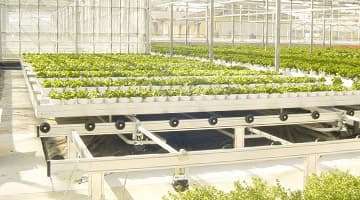 Mobile benches for professional greenhouse
