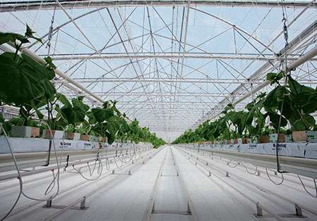 Greenhouse plastic chapel and multi-span professional Richel Group